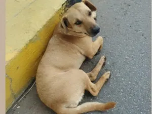 Cachorro raça SRD-ViraLata idade 3 anos nome RICHAD