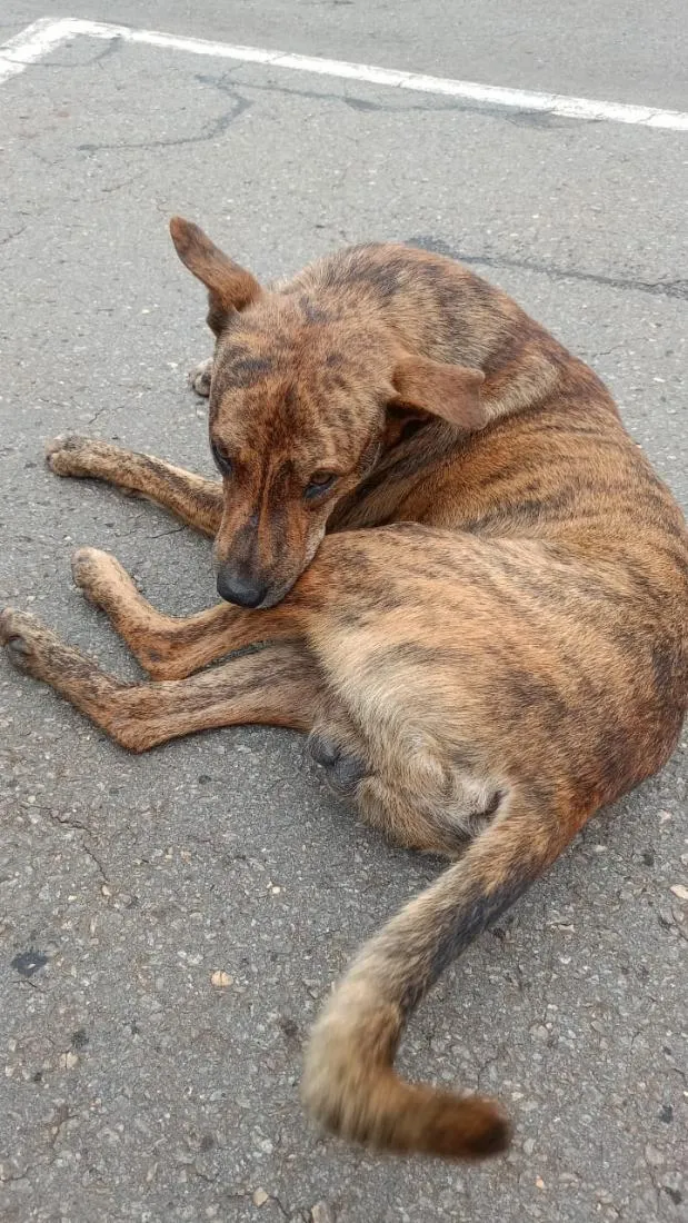 Cachorro raça SRD-ViraLata idade 3 anos nome CHICO