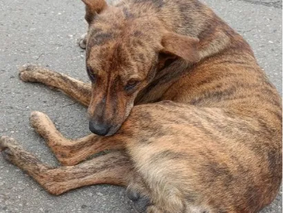 Cachorro raça SRD-ViraLata idade 3 anos nome CHICO