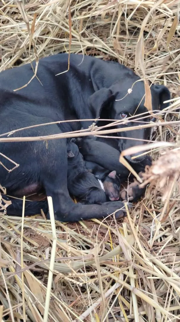 Cachorro raça SRD-ViraLata idade 3 anos nome PRETINHA
