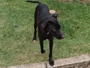 Cachorro raça SRD-ViraLata idade 1 ano nome PRETINHO
