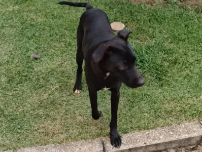 Cachorro raça SRD-ViraLata idade 1 ano nome PRETINHO
