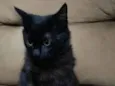 Gata