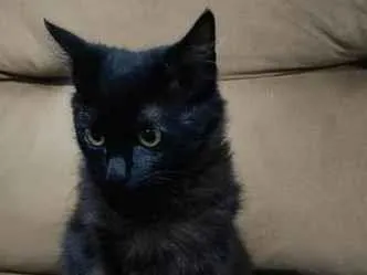 Gato raça SRD-ViraLata idade 2 a 6 meses nome Gata