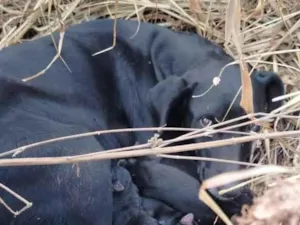 Cachorro raça SRD-ViraLata idade 3 anos nome PRETINHA
