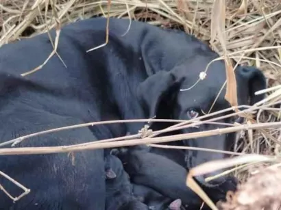 Cachorro raça SRD-ViraLata idade 3 anos nome PRETINHA
