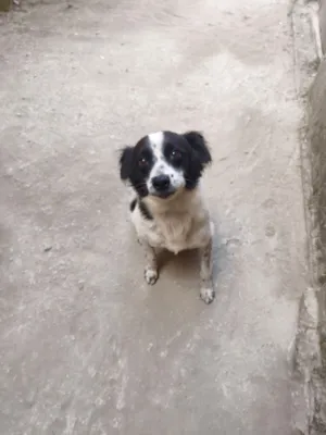 Cachorro raça SRD-ViraLata idade 4 anos nome Nick