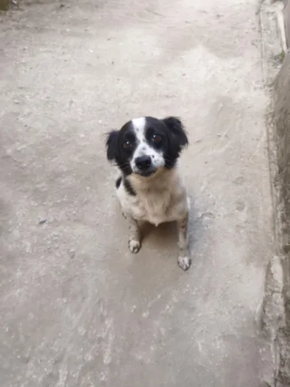Cachorro raça SRD-ViraLata idade 4 anos nome Nick