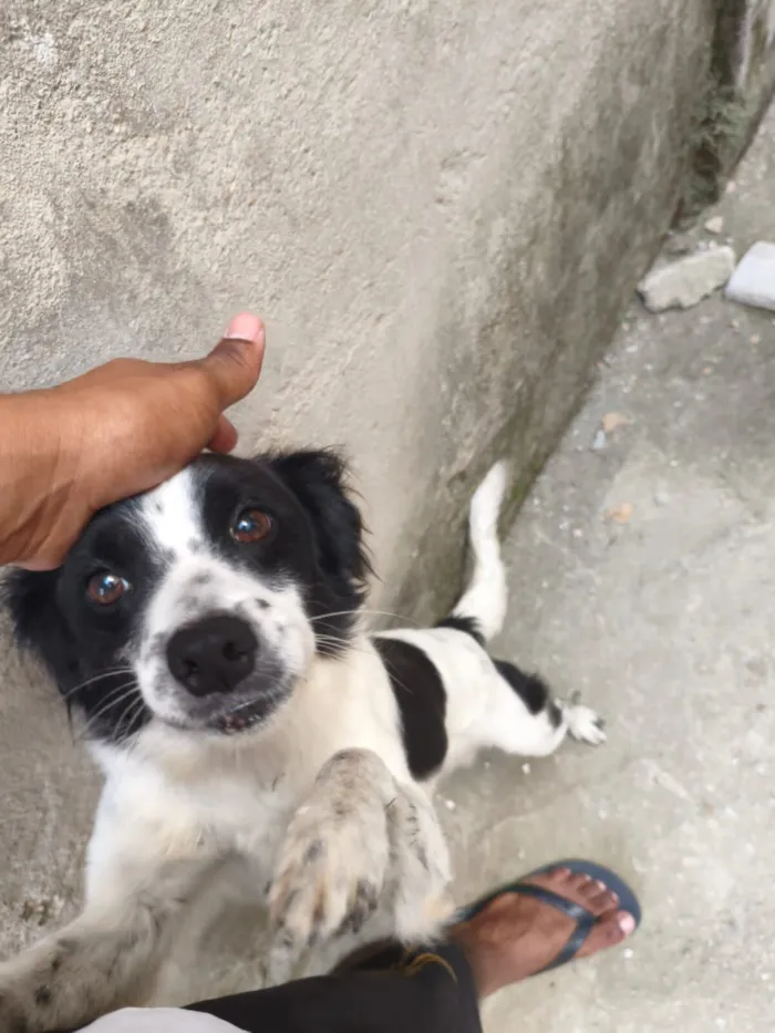 Cachorro raça SRD-ViraLata idade 4 anos nome Nick