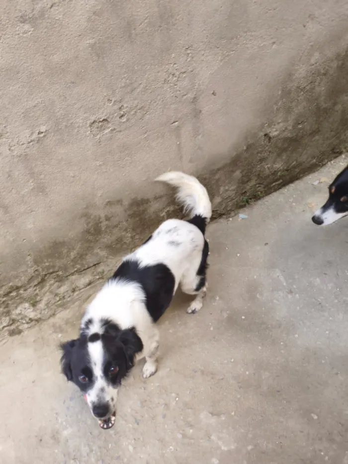 Cachorro raça SRD-ViraLata idade 4 anos nome Nick