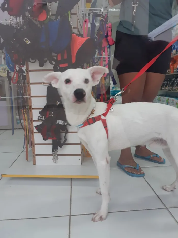 Cachorro raça SRD-ViraLata idade 1 ano nome Magrelinho