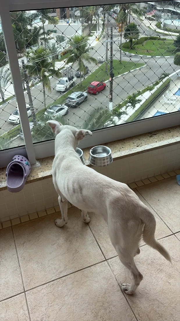 Cachorro raça SRD-ViraLata idade 1 ano nome Magrelinho