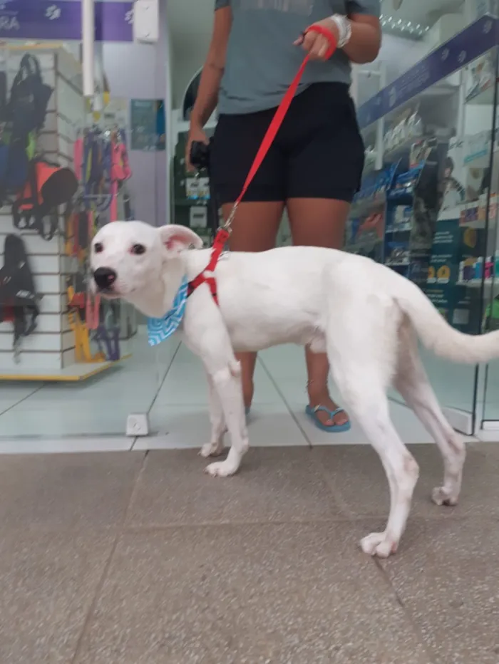 Cachorro raça SRD-ViraLata idade 1 ano nome Magrelinho