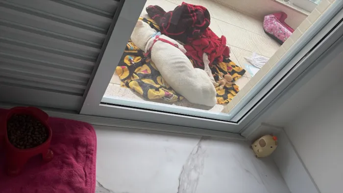 Cachorro raça SRD-ViraLata idade 1 ano nome Magrelinho