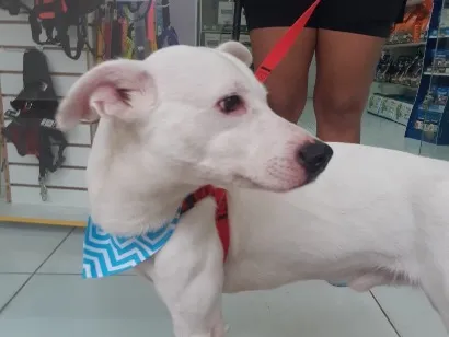 Cachorro raça SRD-ViraLata idade 1 ano nome Magrelinho
