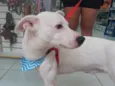 Magrelinho