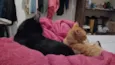 Salem e Dante