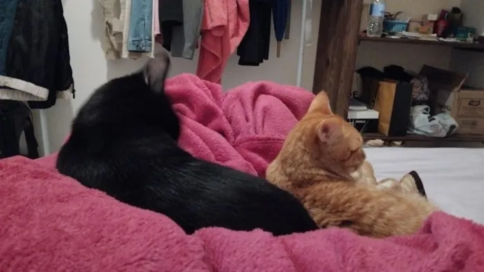 Gato raça SRD-ViraLata idade 7 a 11 meses nome Salem e Dante