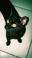 Salem e Dante