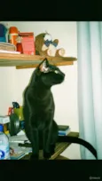 Salem e Dante