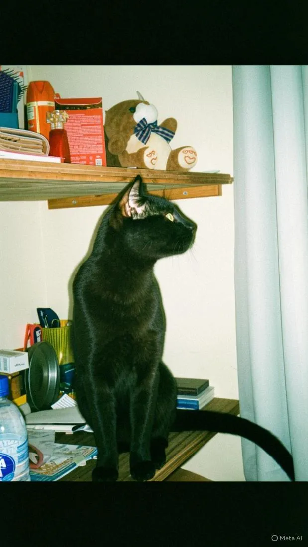 Gato raça SRD-ViraLata idade 7 a 11 meses nome Salem e Dante