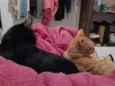 Salem e Dante
