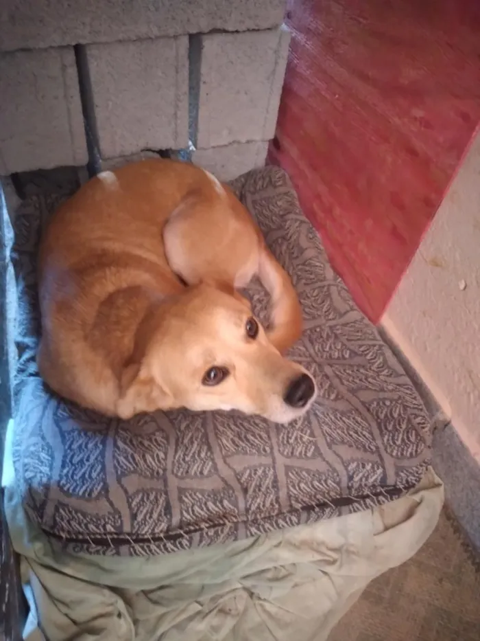 Cachorro raça SRD-ViraLata idade 1 ano nome mel