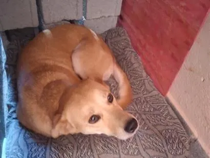Cachorro raça SRD-ViraLata idade 1 ano nome mel