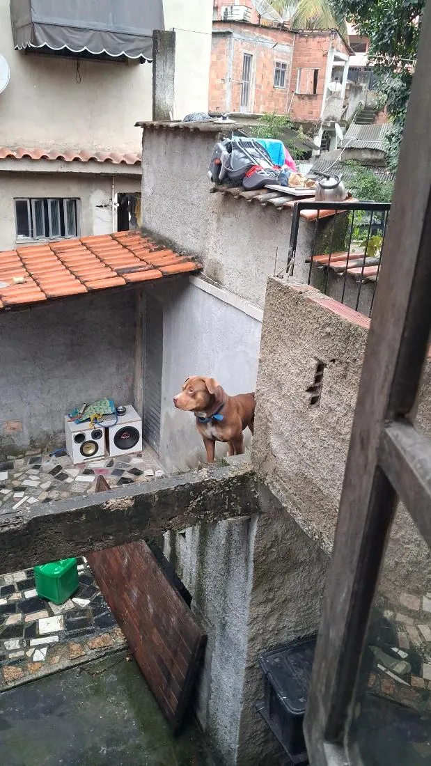 Cachorro raça Pit-Bull idade 1 ano nome Zeus 