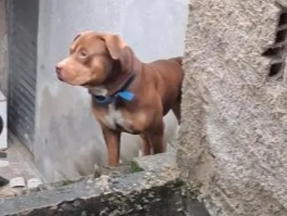 Cachorro raça Pit-Bull idade 1 ano nome Zeus 