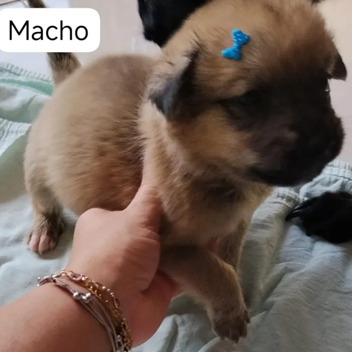 Cachorro raça SRD-ViraLata idade Abaixo de 2 meses nome Duduxo