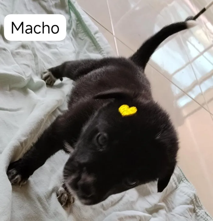 Cachorro raça SRD-ViraLata idade Abaixo de 2 meses nome Sabidinho