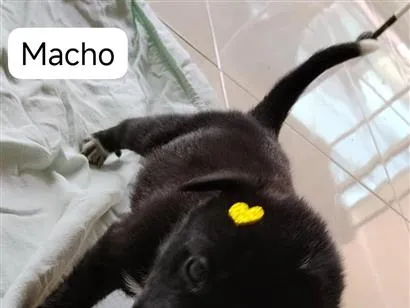 Cachorro raça SRD-ViraLata idade Abaixo de 2 meses nome Sabidinho