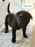Safira