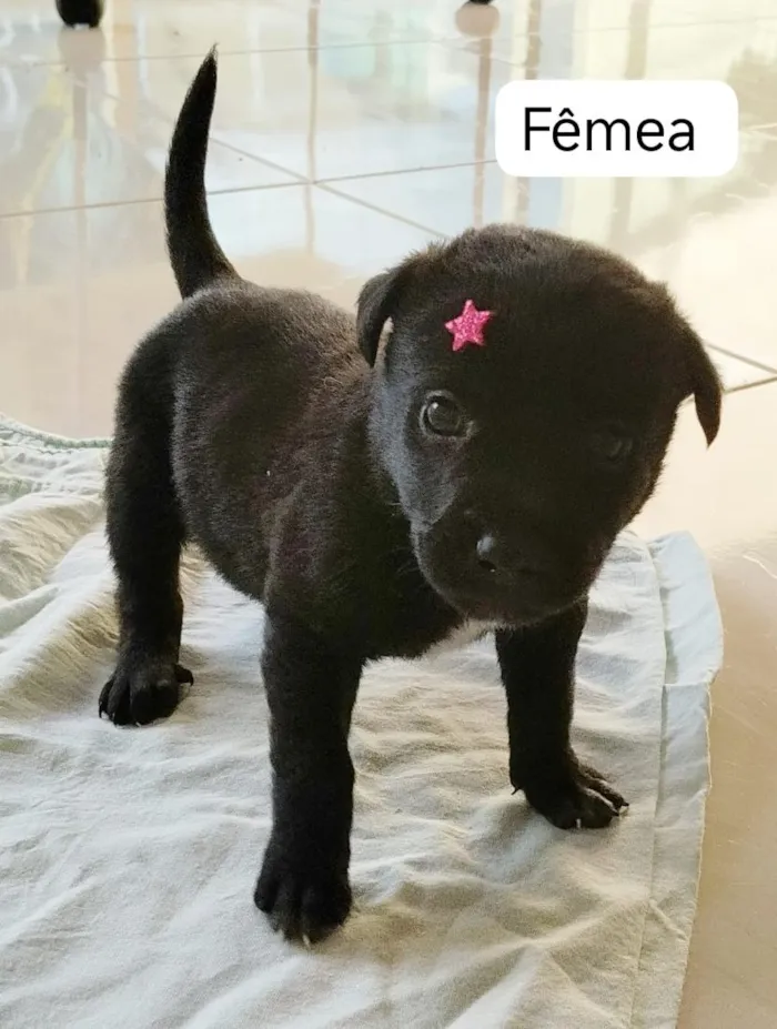 Cachorro raça SRD-ViraLata idade Abaixo de 2 meses nome Safira