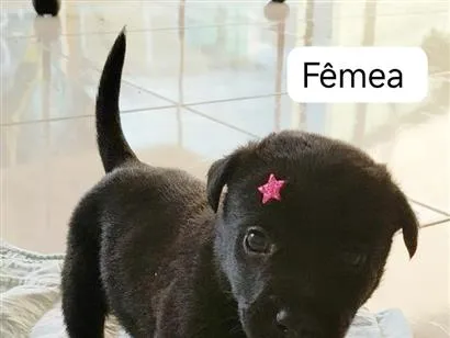 Cachorro raça SRD-ViraLata idade Abaixo de 2 meses nome Safira