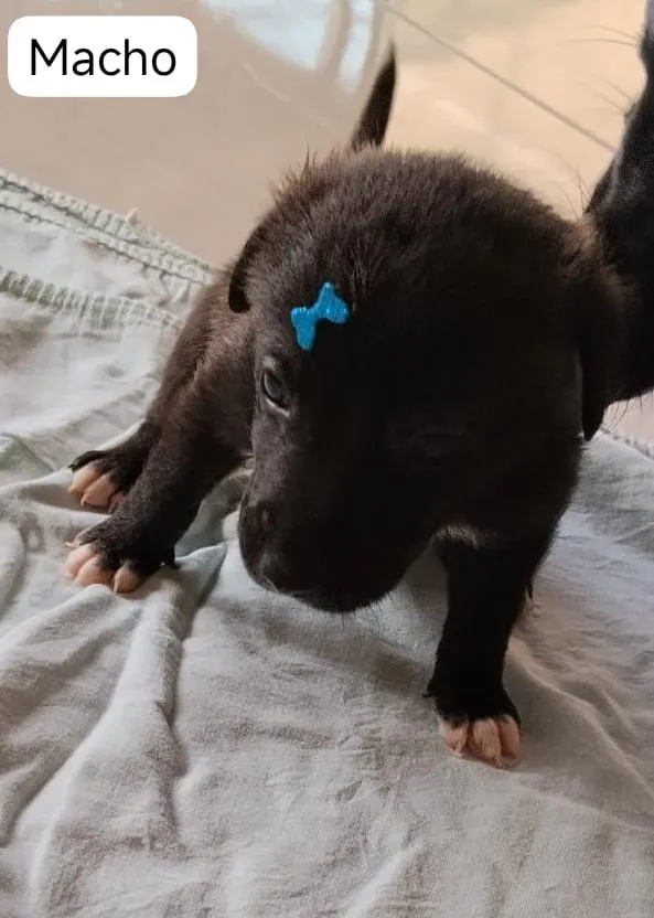 Cachorro raça SRD-ViraLata idade Abaixo de 2 meses nome Bob