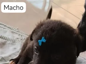 Cachorro raça SRD-ViraLata idade Abaixo de 2 meses nome Bob