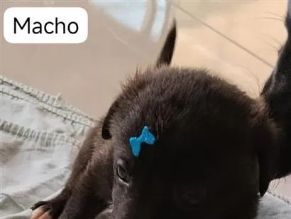 Cachorro raça SRD-ViraLata idade Abaixo de 2 meses nome Bob