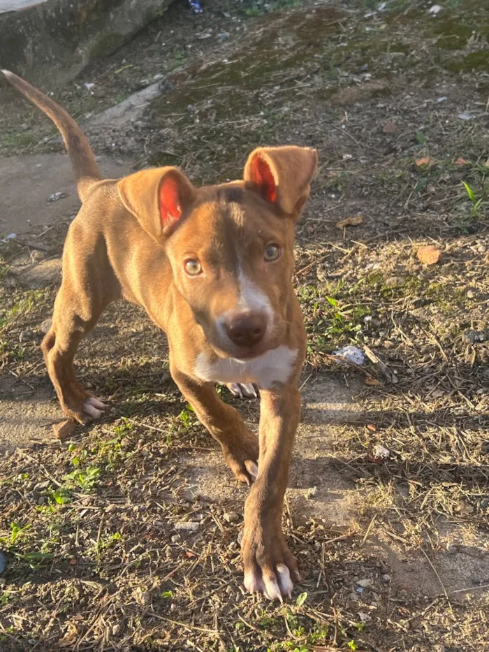 Cachorro raça SRD-ViraLata idade 2 a 6 meses nome Thor