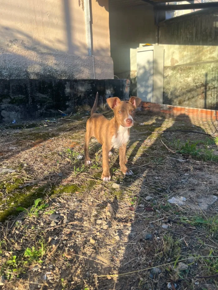 Cachorro raça SRD-ViraLata idade 2 a 6 meses nome Thor