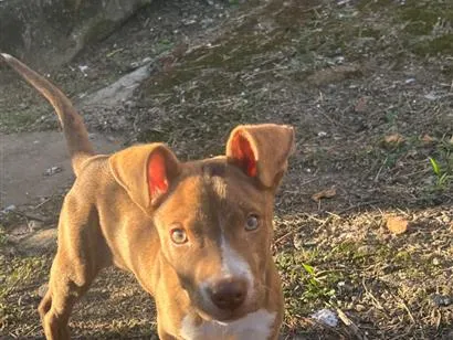 Cachorro raça SRD-ViraLata idade 2 a 6 meses nome Thor