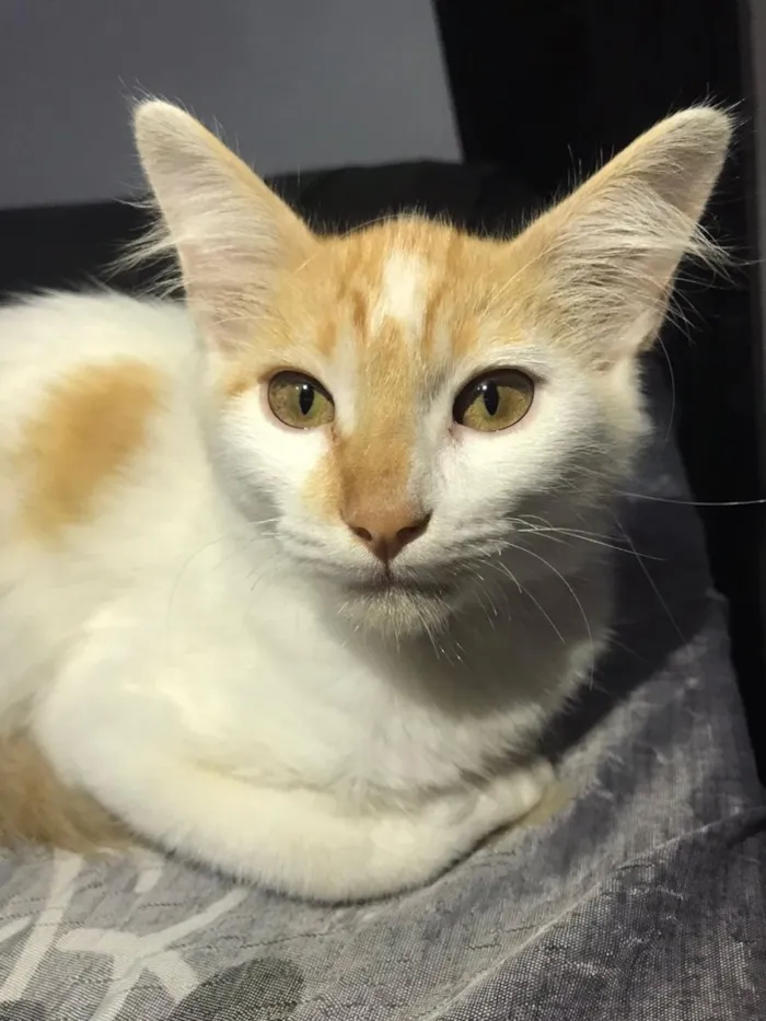 Gato raça SRD-ViraLata idade 7 a 11 meses nome Mia