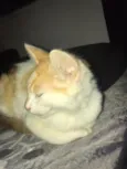 Mia