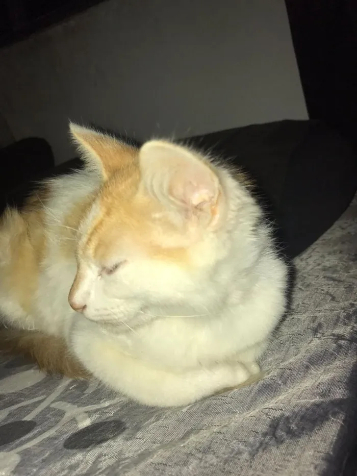 Gato raça SRD-ViraLata idade 7 a 11 meses nome Mia