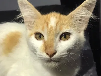 Gato raça SRD-ViraLata idade 7 a 11 meses nome Mia