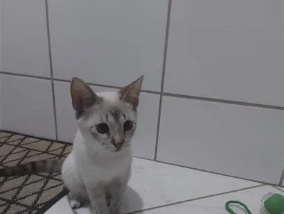 Gato raça SRD-ViraLata idade 7 a 11 meses nome Sem nome