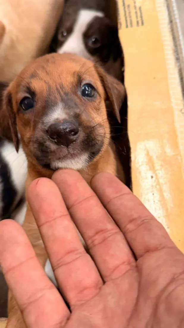 Cachorro raça SRD-ViraLata idade 2 a 6 meses nome Menino Ney 
