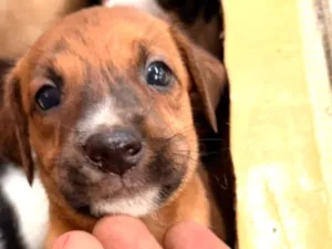 Cachorro raça SRD-ViraLata idade 2 a 6 meses nome Menino Ney 