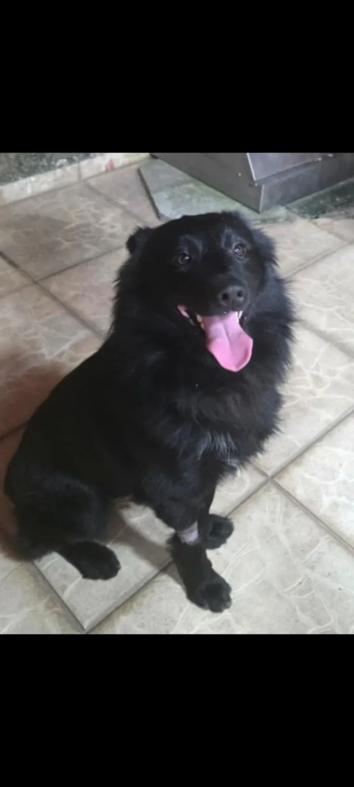 Cachorro raça SRD-ViraLata idade 2 anos nome Dark